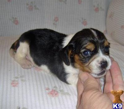 Mixed Breed Puppies for Sale